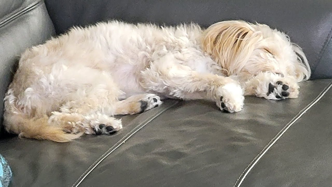 I'm  ues a   Tripod video 