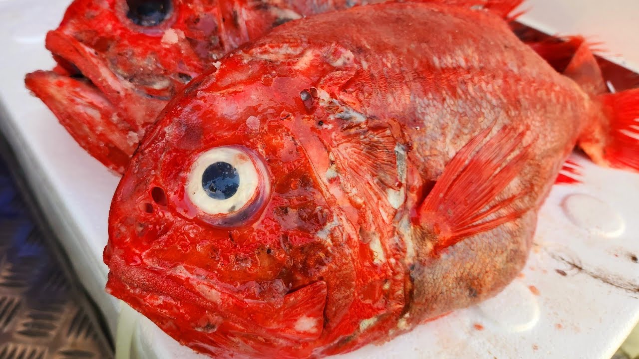 ORANGE ROUGHY | How to fillet fresh orange roughy | Fish Market