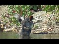 AA064 Oita River Grooming Male Gadwall Male Wigeon