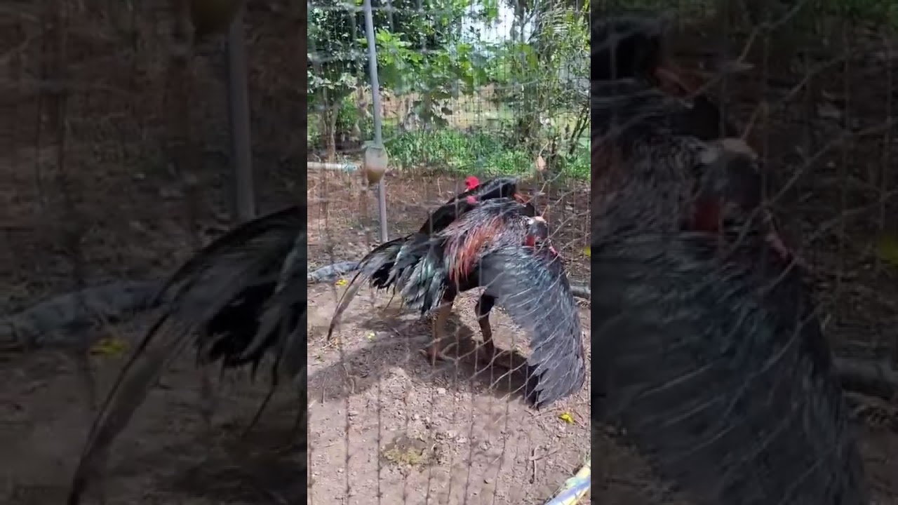 ลุงอ๊อฟ ไก่ตราด