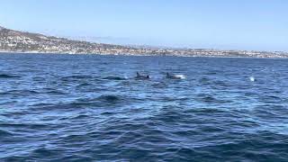 False Killer Whales off Newport Beach (March 2021)
A pod of approximately 40 false killer whales showed up off Newport Beach headed up the coast before turning back down south False Killer Whales off Newport Beach (March 2021)