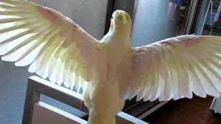 オカメインコ 歌の練習 オカメインコ 歌の練習