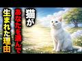 【偶然じゃなかった…】愛猫があなたを選んで生まれてきた「本当の理由」