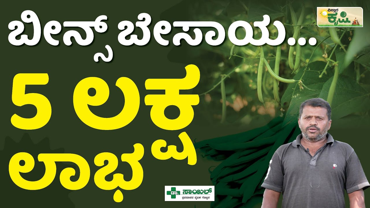 ಬೀನ್ಸ್ ಬೇಸಾಯ... 5 ಲಕ್ಷ ಲಾಭ | Beans Cultivation | Anekal | Farming In Kannada | Vistara Krishi