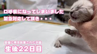 夕方口呼吸になって急遽診察してもらいましたが・・・ 母猫に育児放棄された子猫 生後22日目  2024 04 23 1