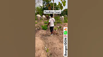 Feeding My Cows 2025 Bongos 