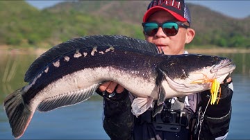 Giant Snakehead On Spinnerbait