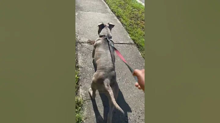 3 months to 8 years old xl bully #puppy #youtubeshorts #youtube #dog #pitbull #doglover #dogshorts