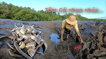 Vàm Đăng 30kg Cá Tôm Thẻ nhảy tung tăng dưới rạch | GĐCG #1007