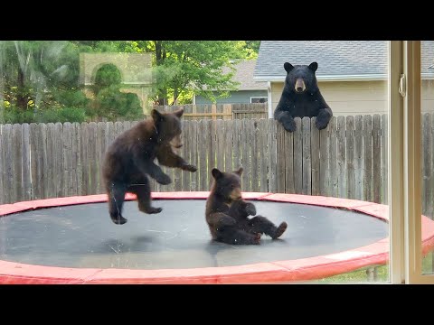 فيديو When Animals Think No One"s Watching 😂 Backyard Edition