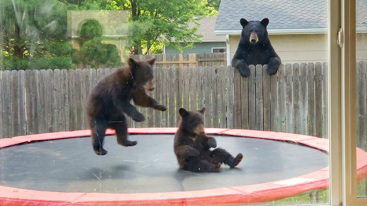 When Animals Believe No One’s Watching 😂 Backyard Edition – Video When Animals Believe No One’s Watching 😂 Backyard Edition – Video