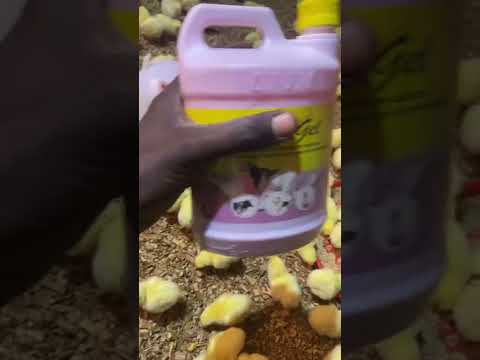 Bien acceuillir les poussins #poussins #poussin #pouletrentable #poultryfarm #entrepreneur