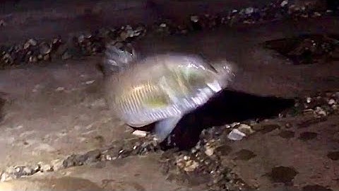 CÂU CÁ VƯỢC BIỂN