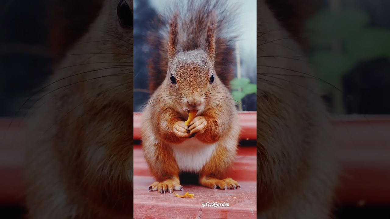 Wild Red Squirrel Loves sweet potato! YouTube