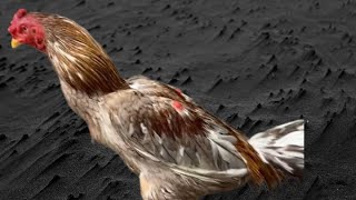 Ayam pukul jalu berkualitas