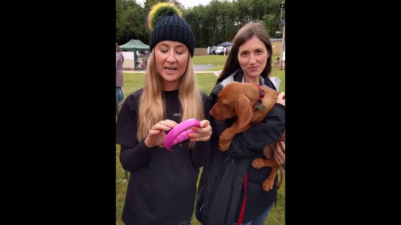 Identity microchips for your dog - How do they work?