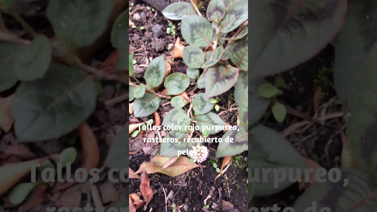 Красивое растение, очень распространенное в садах по всему миру: Персикария головчатая.