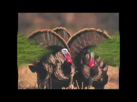 ცხოველთა მრავალფეროვნება.პედ. ნინო საკანდელიძე