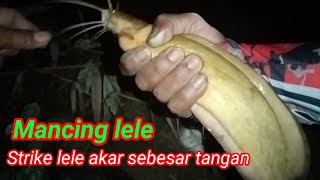 mancing lele lembat di sungai perkebunan sawit BDK