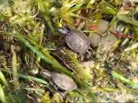 Blanding's turtle hatchling release - YouTube