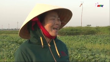 Hưng Nguyên: nông dân trồng dưa chuột không giàn trên đất 2 lúa thu nhập cao