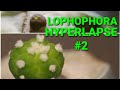 Grafted Cactus Hyperlapse #2! Lophophora Fricii (Selectform x Fricii Variegata)
