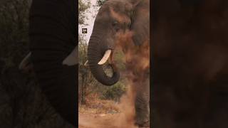 Baby Elephant's First Dust Bath! 🐘💨​Why Do Elephants Throw Dust on Themselves? 🧐