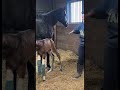 @katievanslykelife  plays with 2026 foals 