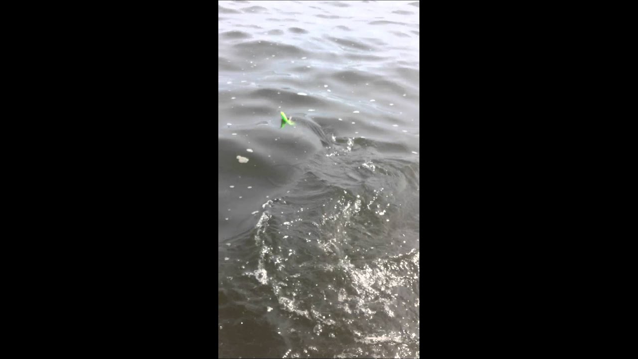 Navesink River Striped Bass Pride Fishing Tackle YouTube