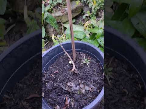 Video: Okkerneutboom: verbouing, plant, versorging en kenmerke