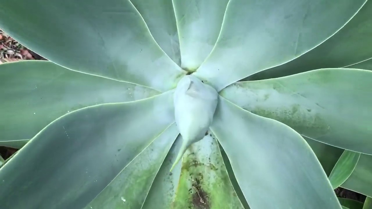 Powerful Healing in the Medicine Wheel - Meditation-Blessing 