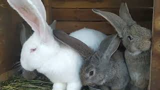 Кролики Фландр | Купил крола на племя | Продаю 3-х месячных кроликов| Обзор на всех кроликов