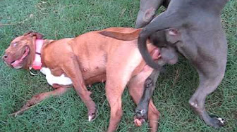 Dog fuck a human school porn | Porno pics) Dog fuck a human school porn