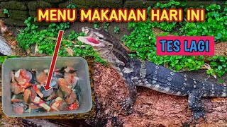 Efek Hujan seharian Perut Biawak ker0nc0ngan