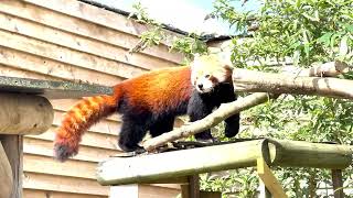 Red Panda Wildlife Talk at Wingham Wildlife Park