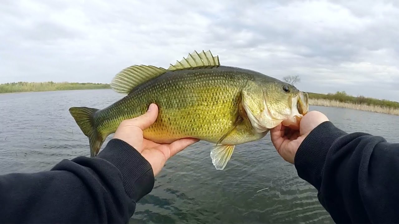 spinnerbait retrieval techniques Bass Manager The Best Bass Fishing