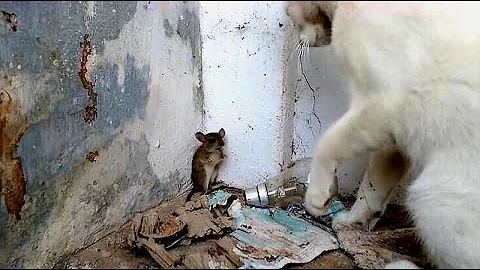 老鼠被貓堵在牆角，不停磕頭求饒，這畫面一輩子都難得一見！ - 天天要聞