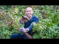 How To Prune Raspberries, Permaculture Gardening