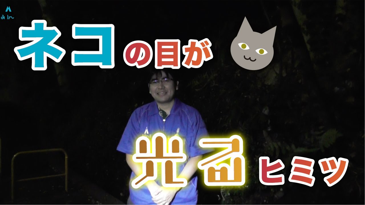 おうちDEみらいーら第78弾】ネコの目が光るヒミツ - YouTube