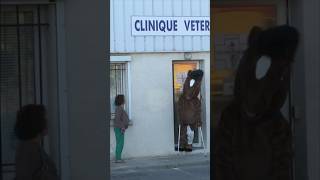 #veterinary #animals #prank #remigaillard 🐴