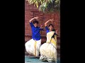 Kaana Kaangiren💙|Instagram Reels🔥|Abhina Abhinav Mp3 Song