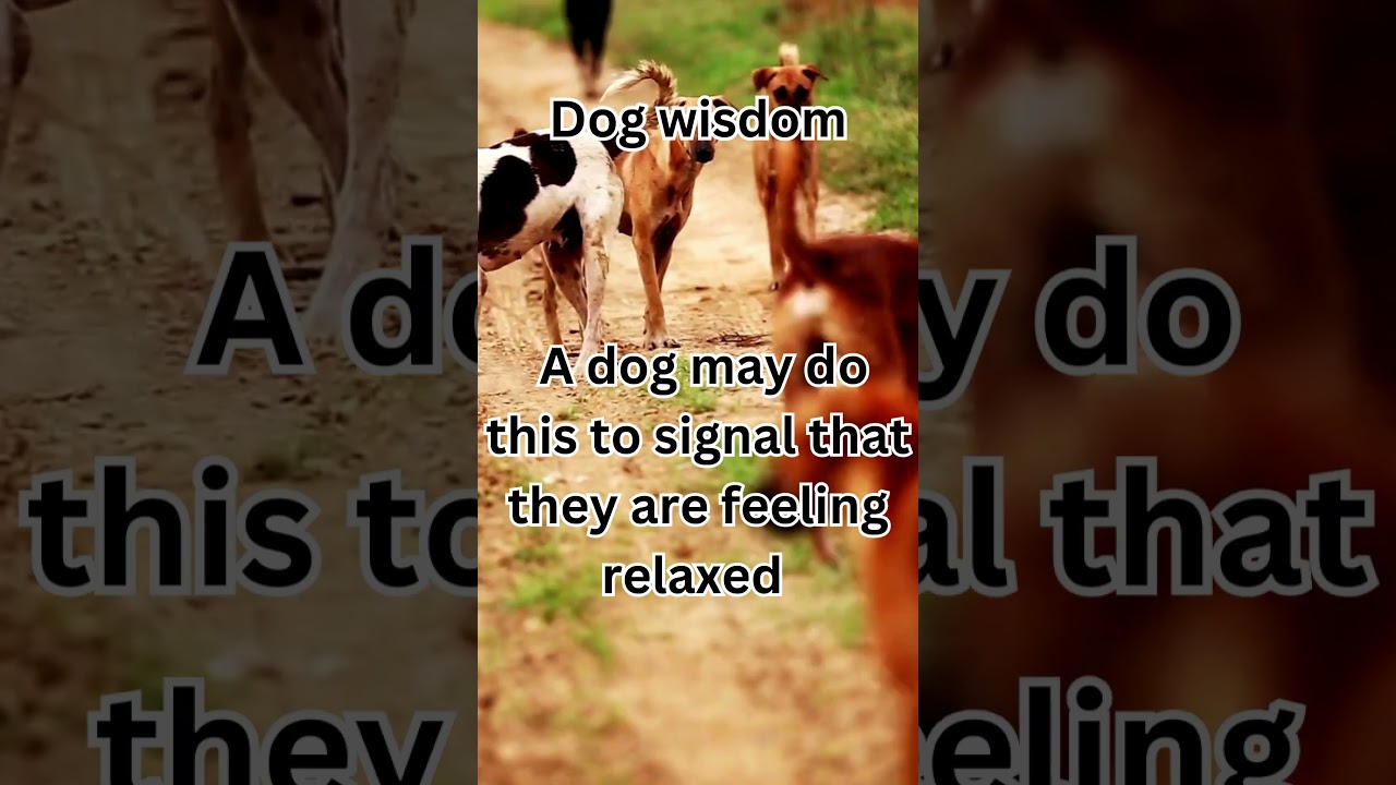 What it Means When Your Dog Closes or Opens Its Mouth! 🐶🤔