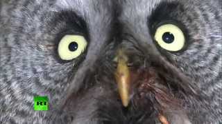 FunnyAnimals #11 Пернатый гость из Сибири FunnyAnimals #11 Пернатый гость из Сибири