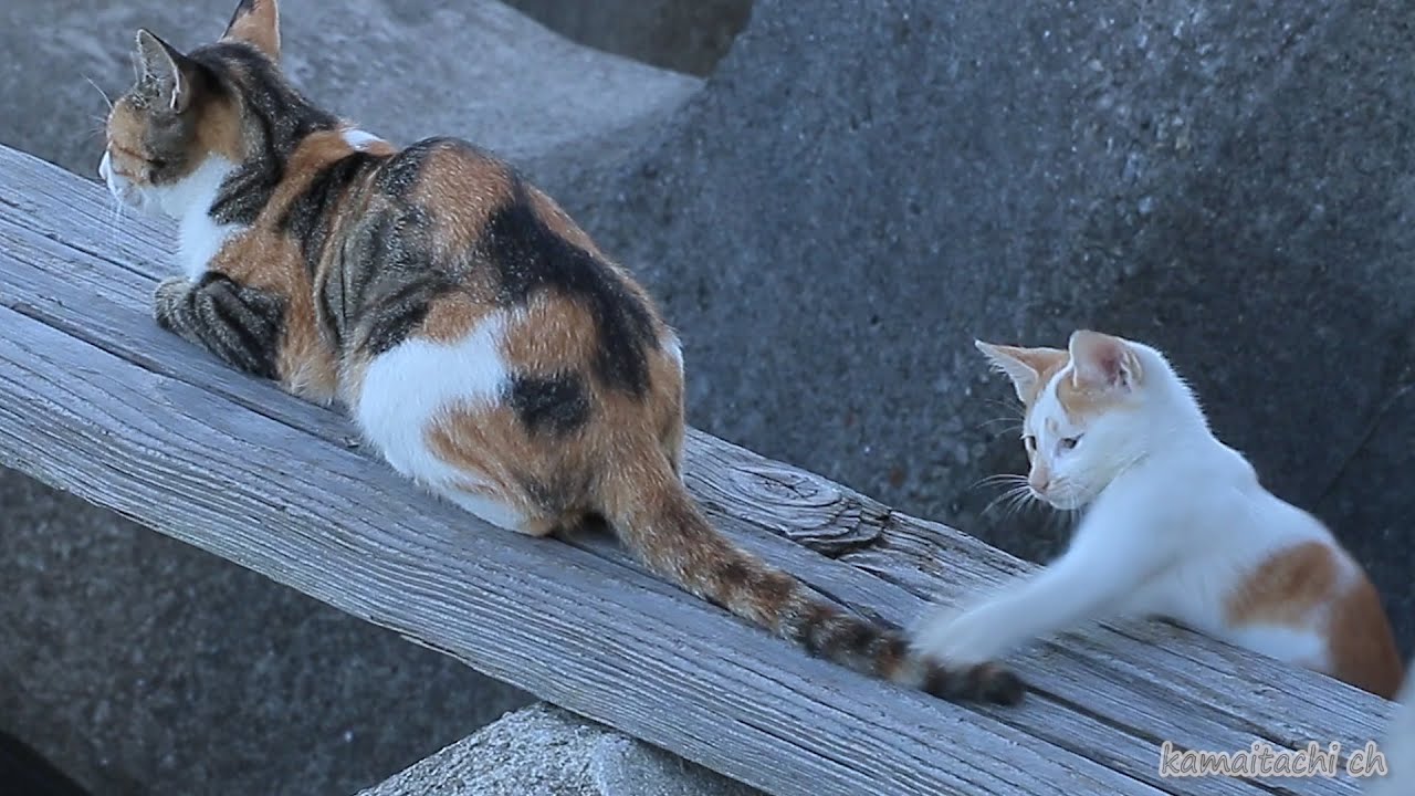 14 9 26 母猫のしっぽで遊ぶ子猫達 Cute Kitten Plays With Mom S Tail 瀬戸の野良猫日記 Youtube