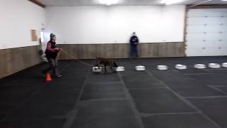 Excellent Handler Discrimination