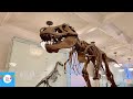 American Museum of Natural History - TReX, Dinosaur  &amp; Ocean Life Exhibit