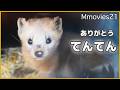 【ありがとう】エゾクロテンの"てんてん"最期まで気高く愛らしく~釧路市動物園