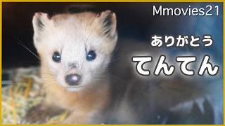 【ありがとう】エゾクロテンの"てんてん"最期まで気高く愛らしく~釧路市動物園