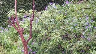 Great Spotted Woodpecker | 16/05/2024 | Garden Watch Burton Joyce | #woodpecker