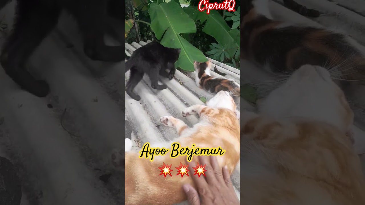 Merah merah Cs Berjemur💥💥💥